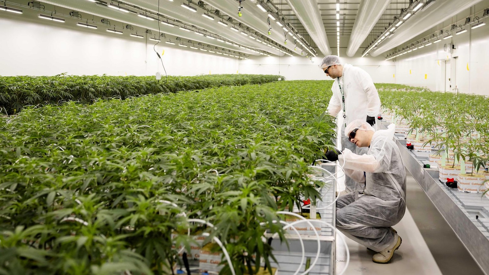 Cannabis-in-Hamburg-Stadt-wei-nicht-genau-wer-wie-viel-anbaut