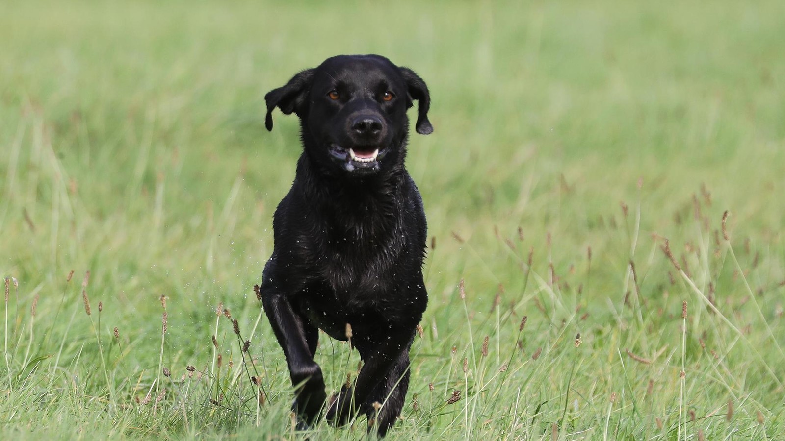 Miese-Hunde-Haltung-Warum-einer-Th-ringer-Beh-rde-trotzdem-die-H-nde-gebunden-sind