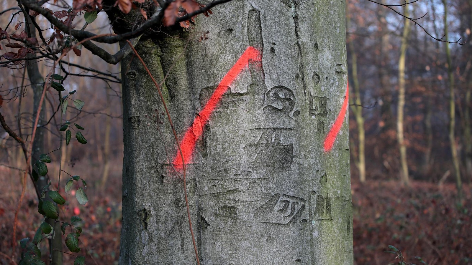 In-Gladbeck-werden-bald-an-mehreren-Stellen-B-ume-gef-llt