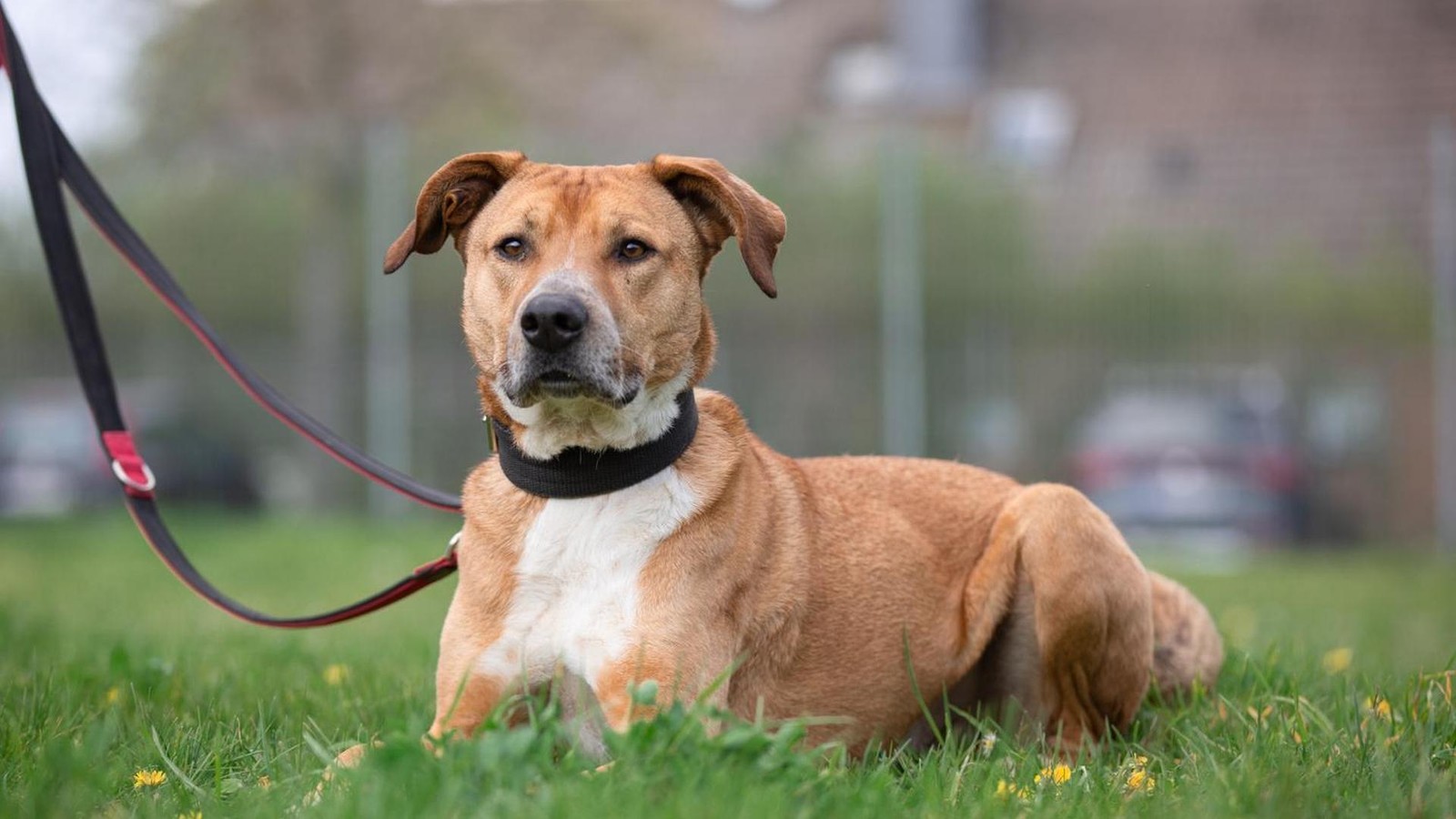 Braunschweigs-Tier-der-Woche-ist-wirklich-gar-nichts-f-r-Anf-nger