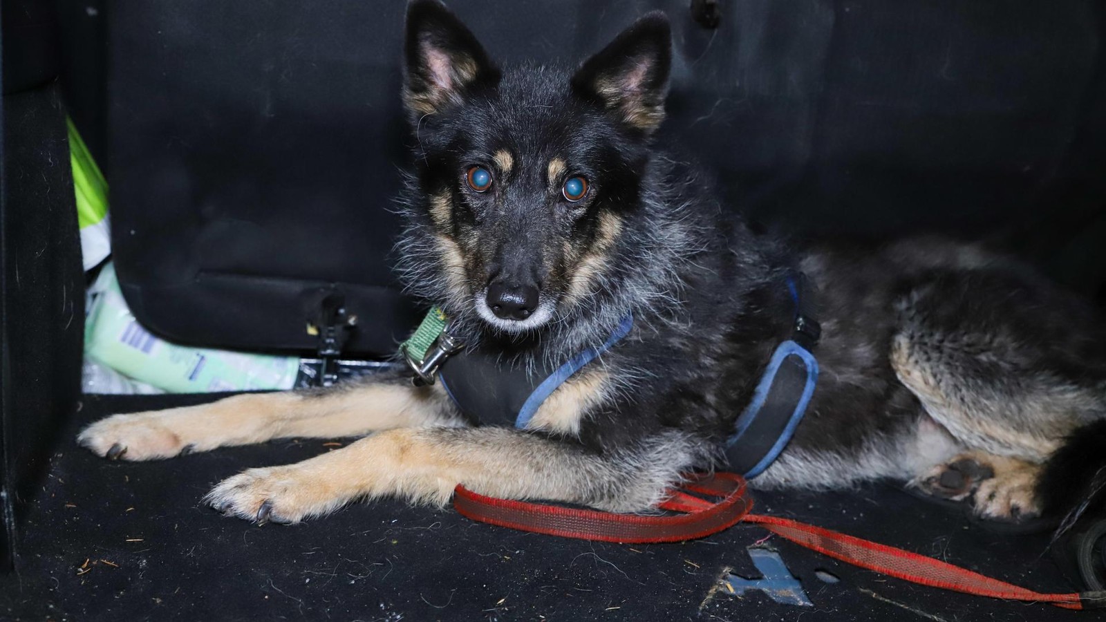 H-ndin-Amy-legt-A23-stundenlang-in-beide-Fahrtrichtungen-lahm