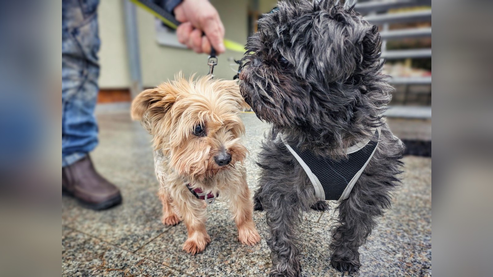Ein-tierisches-Weihnachtswunder-erleben-zwei-Hunde-aus-Rudolstadt