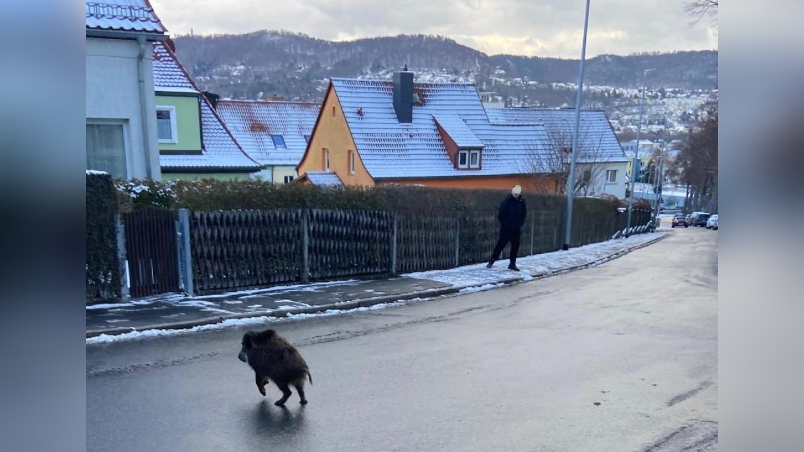 wildschwein-rennt-panisch-durch-wohnviertel-in-jena-mit-video