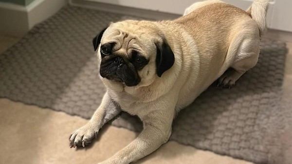 Wo ist Didi? Mops flieht in Panik vor Silvesterböller und bleibt verschwunden