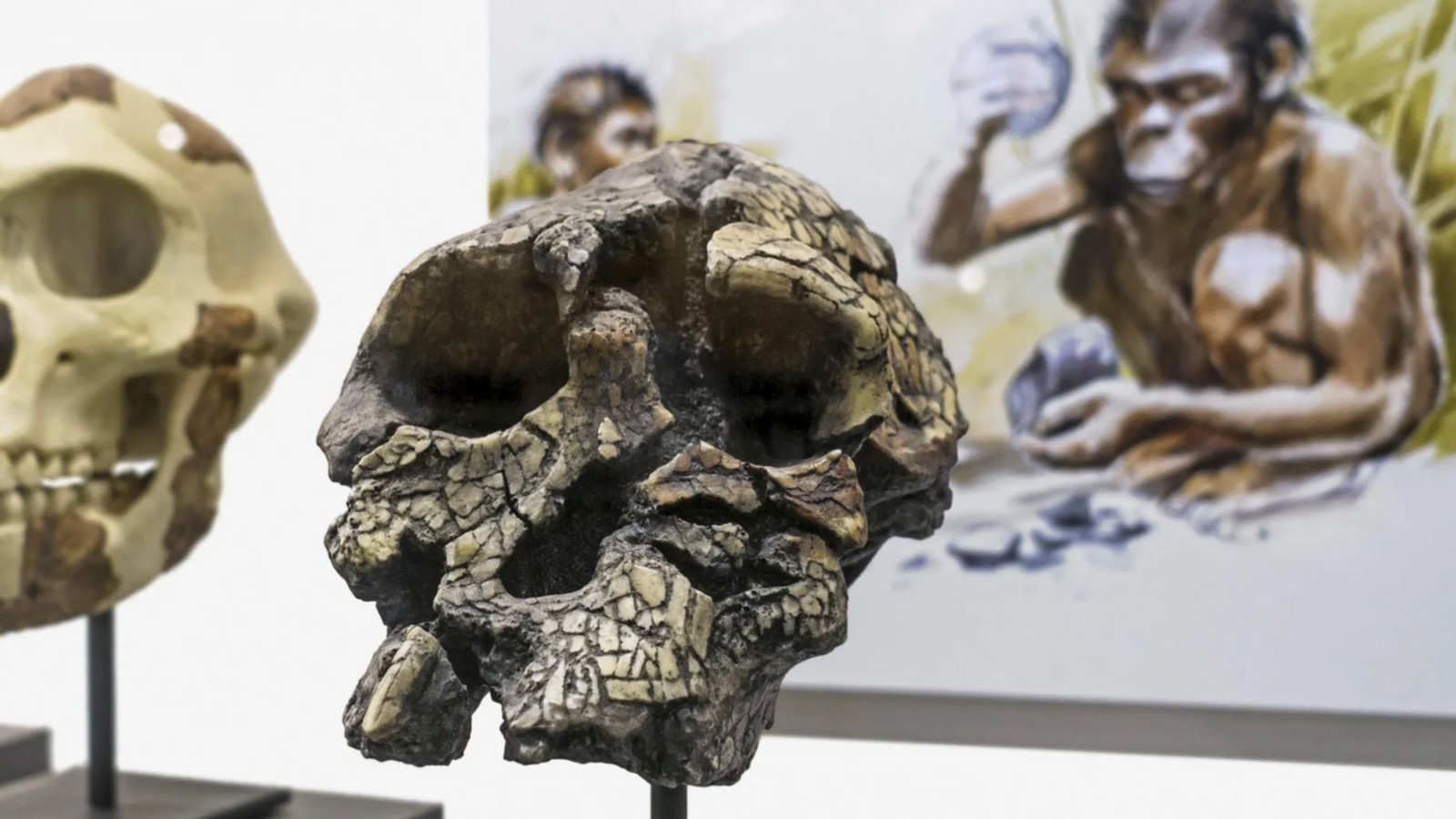 evolution-aufrechter-gang-wom-glich-viel-lter-als-gedacht