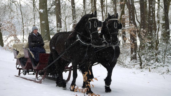 Lüneburger Heide mit Pferdeschlitten – wird es das nie wieder geben?