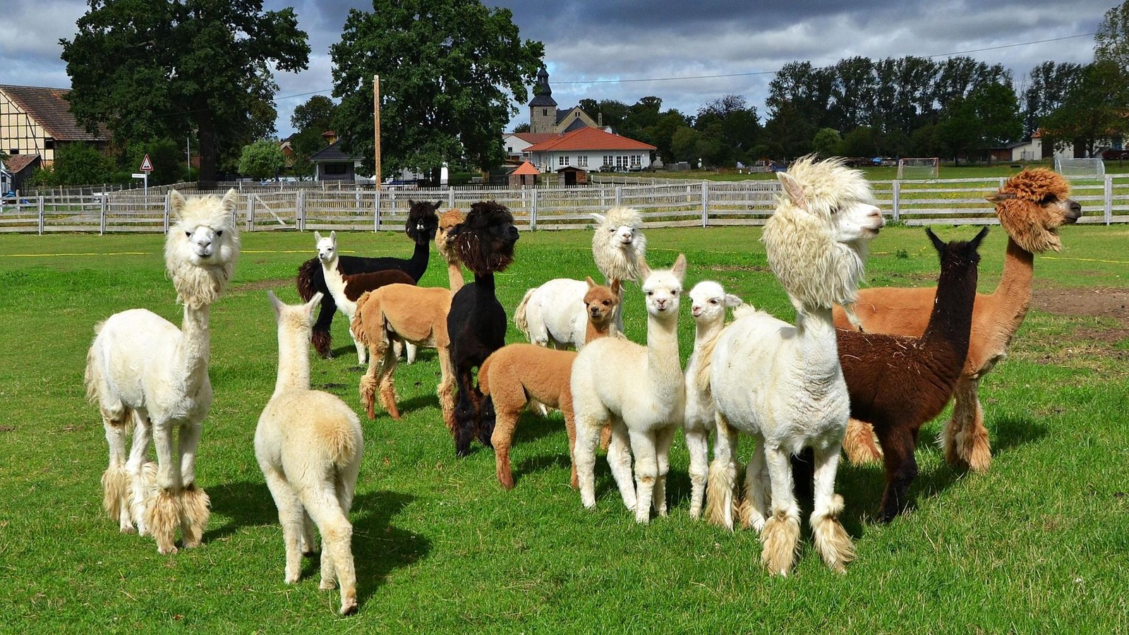 Alpaka-Junghengst-aus-Farm-im-Ilm-Kreis-gestohlen-Polizei-ermittelt