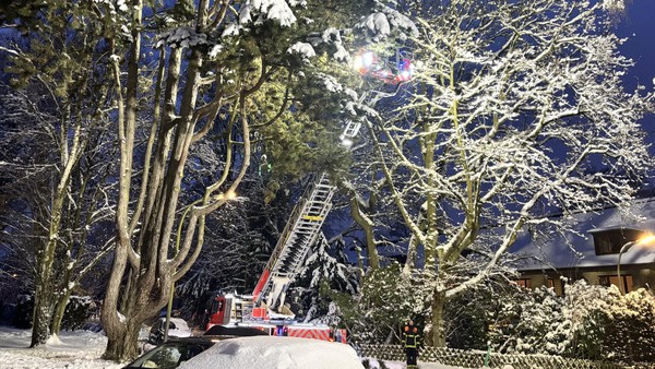 Schnee lässt Äste brechen: Was tun, wenn Bäume zur Gefahr werden?