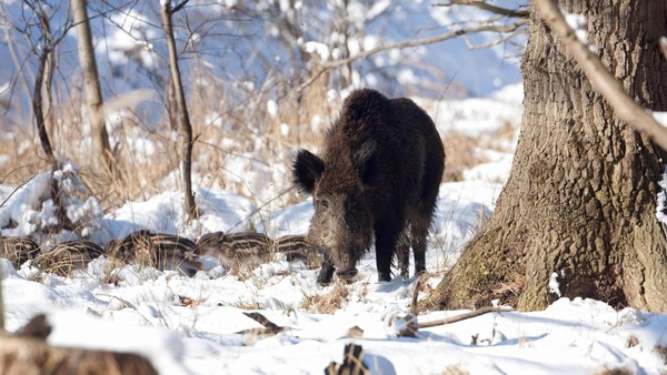 Doch keine Sperrung im Harz: Forstamt sagt geplante Jagd wegen zu viel Schnee ab