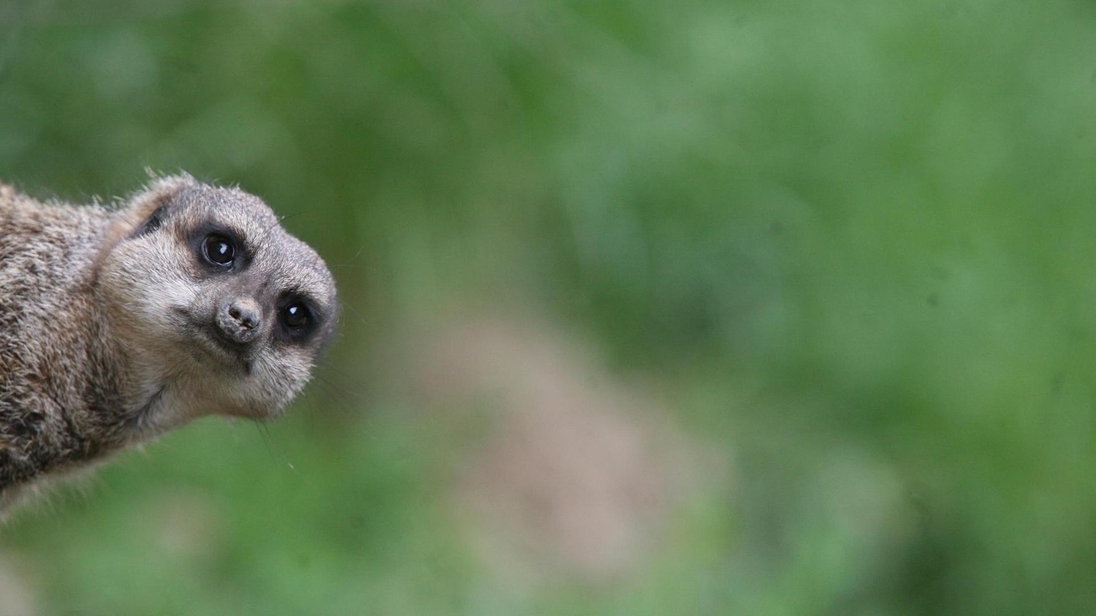 Fast-100-000-Besucher-Altenburger-Inselzoo-startet-mit-R-ckenwind-ins-Jahr-2026