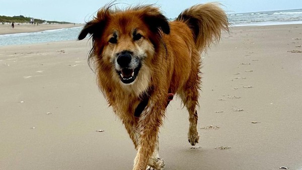 Plötzlich: Hund Leo verstorben – trauriger Start für Eimsbüttels Bezirksamtschef