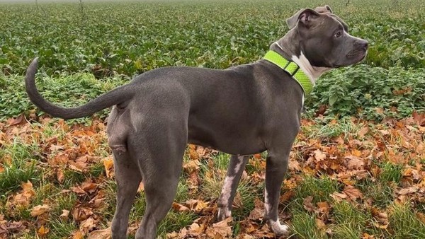 Wer hat Lilly gesehen? Die Hündin aus Sierße wird immer noch vermisst