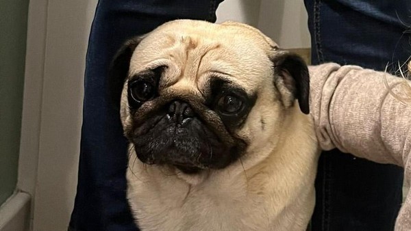 Mops seit Silvester in Hamburg verschwunden: Besitzer setzen Finderlohn aus