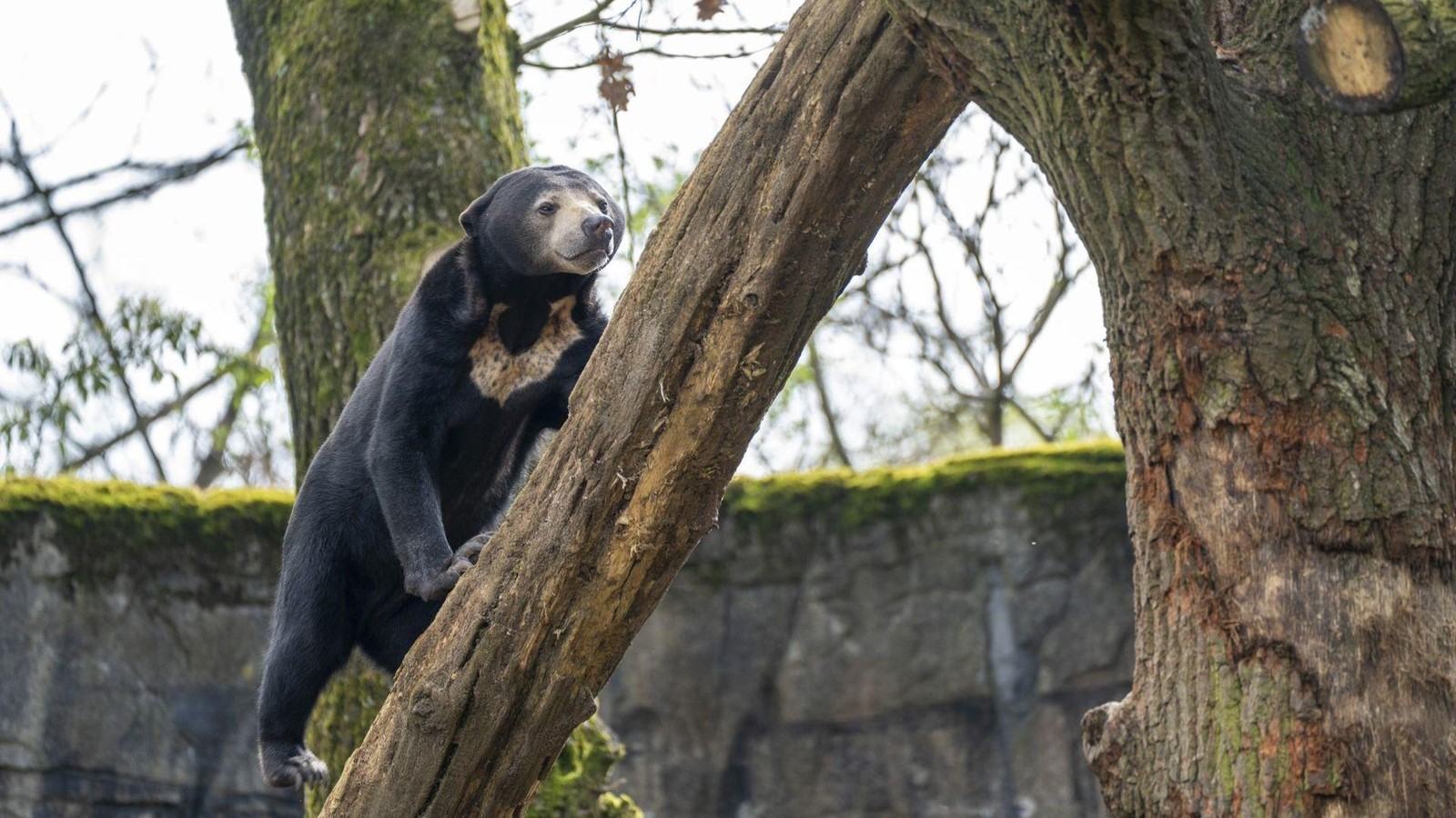 Neue-Gehege-f-r-den-Burgers-Zoo-Arnheimer-Tierpark-wird-2026-ausgebaut