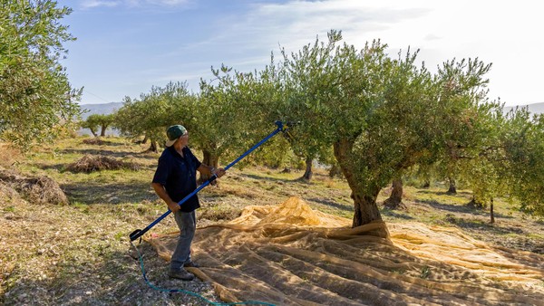Olivenöl aus Italien: Firmen droht reihenweise die Pleite