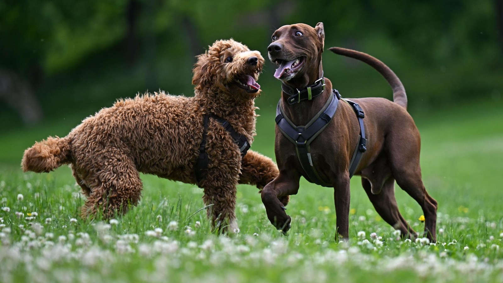 So-kreativ-sind-Heiligenhauser-bei-den-Namen-f-r-ihre-Hunde-und-Katzen