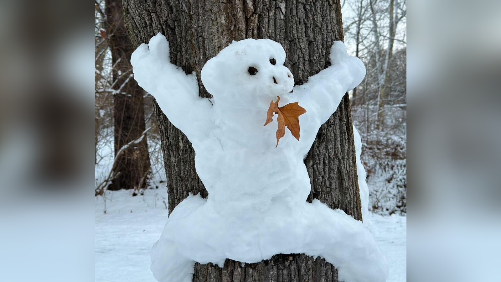 Affe-Elefant-und-Spongebob-Die-sch-nsten-Schneefiguren-aus-Braunschweig