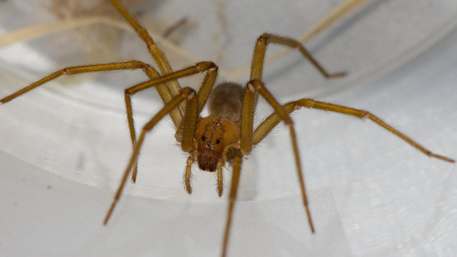 Chilenische-Einsiedlerspinne-in-Deutschland-breitet-sich-das-giftige-Tier-aus-