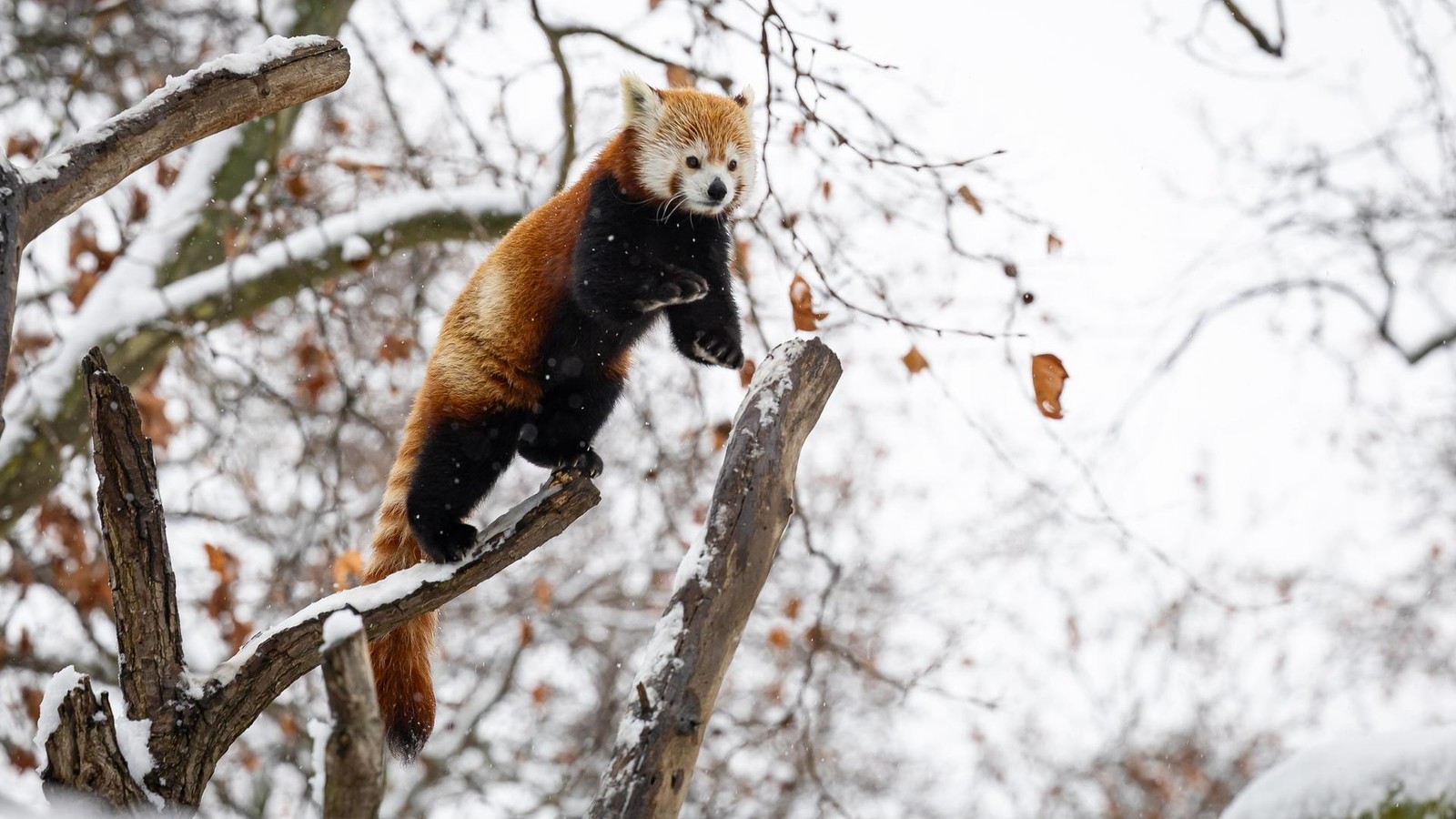 Schnee-in-Zoo-und-Tierpark-Welche-Tiere-jetzt-richtig-Spa-haben