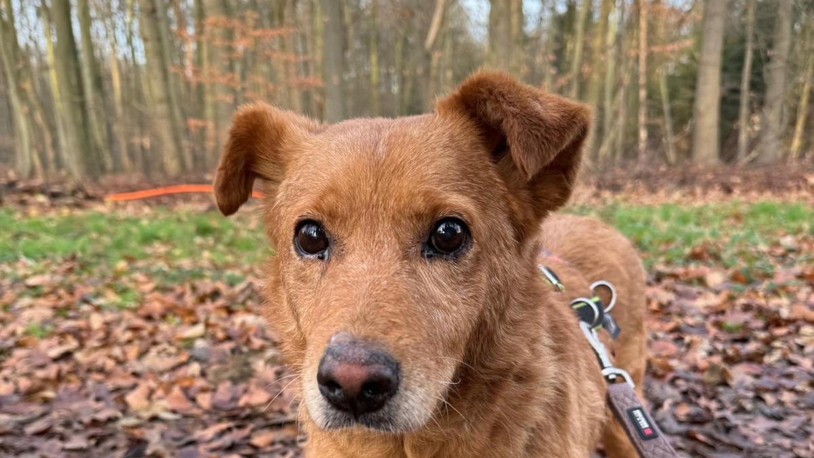 Tierheim-Bottrop-Wer-gibt-Calmo-ein-liebevolles-und-neues-Zuhause-