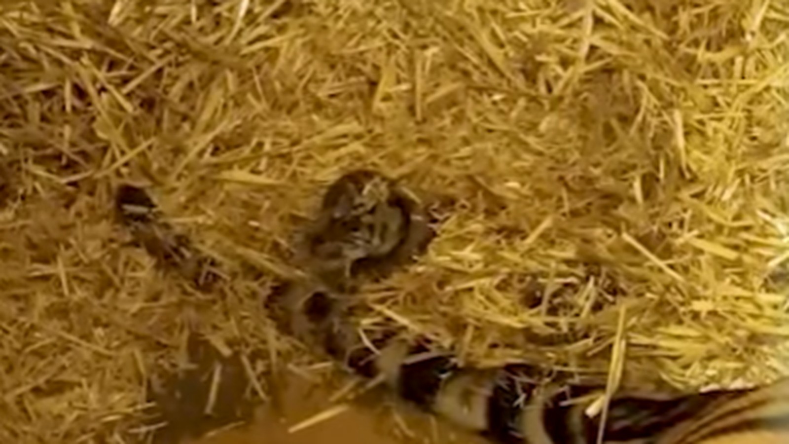 Raubtier-Nachwuchs-im-Tierpark-Berlin-Eltern-k-mmern-sich-sehr-aufmerksam-