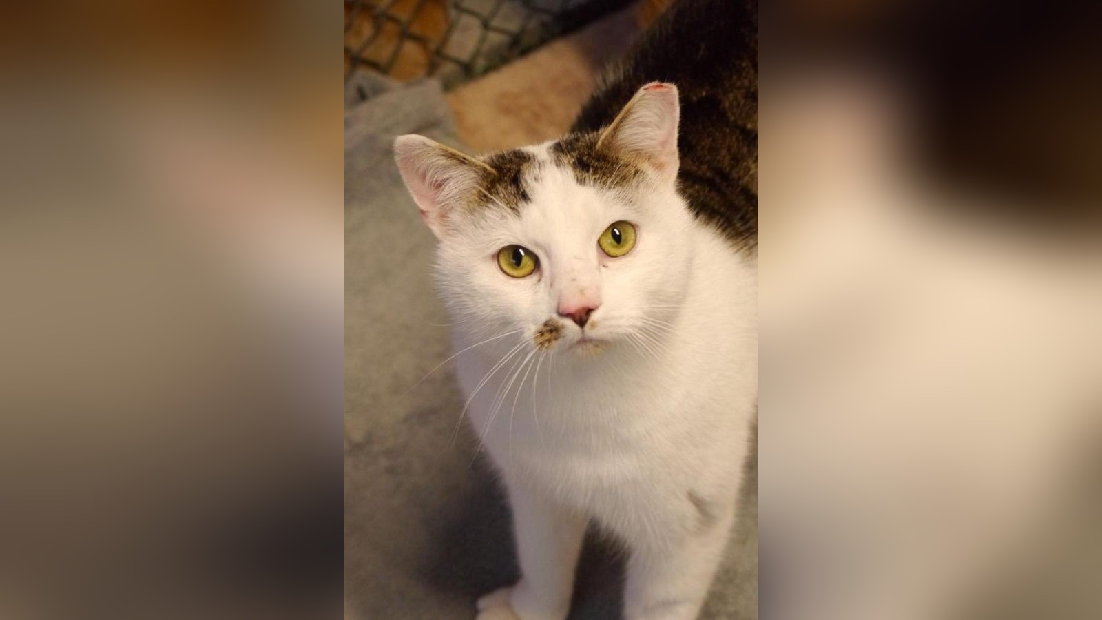 Sir-Miezimus-Maximus-Kater-mit-Charakter-sucht-Zuhause-in-Peine