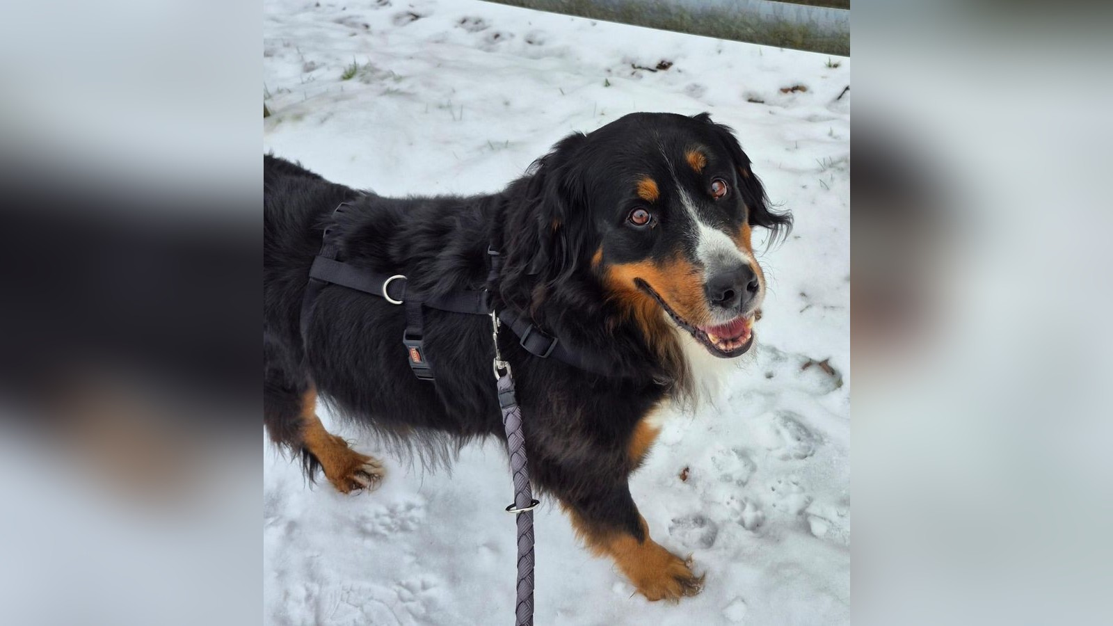 Entlaufener-Hund-bei-t-dlichem-Unfall-Tierisches-Happy-End