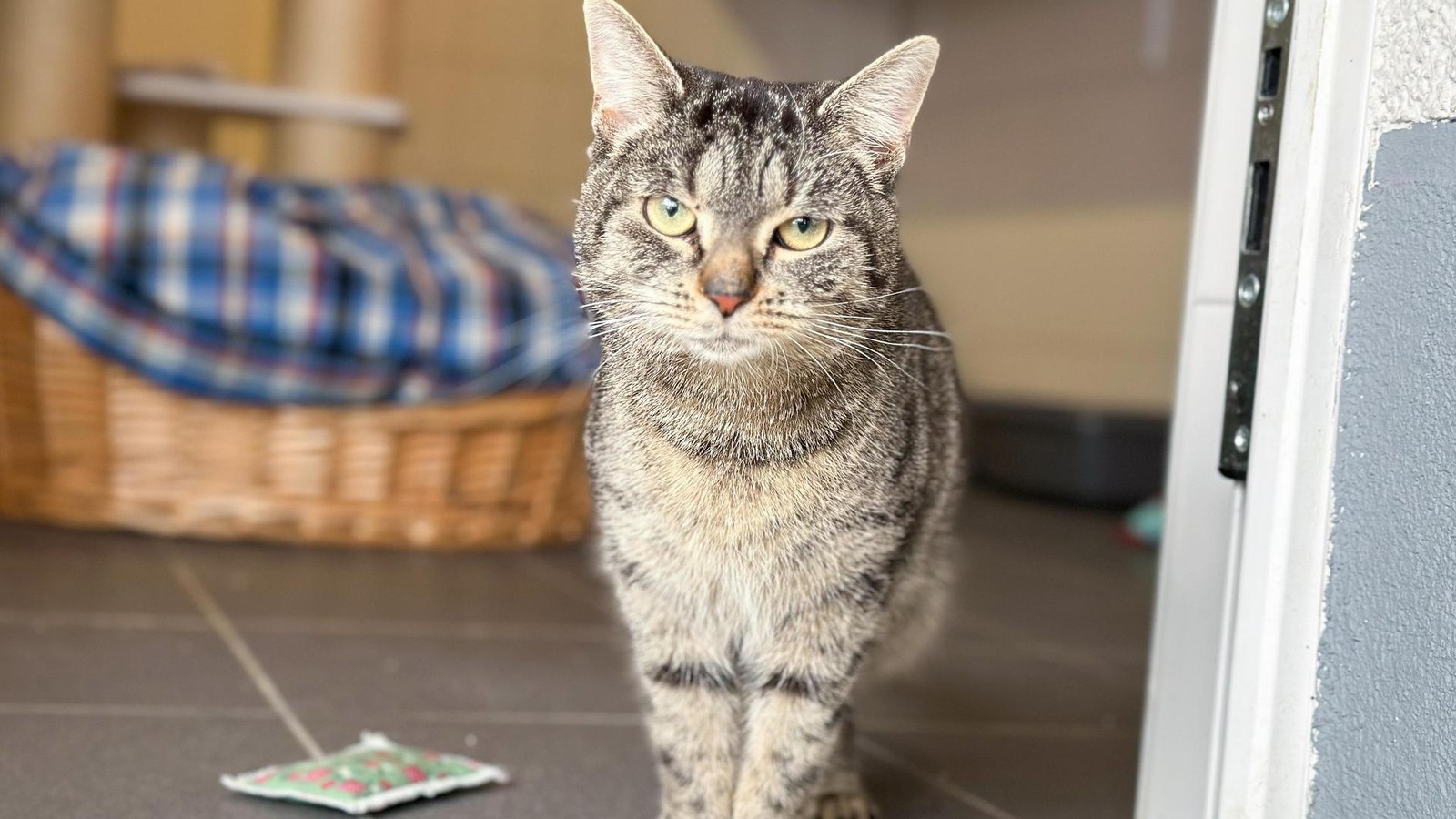 Tierschutz-Salzgitter-sucht-neues-Zuhause-f-r-diese-junge-Katze