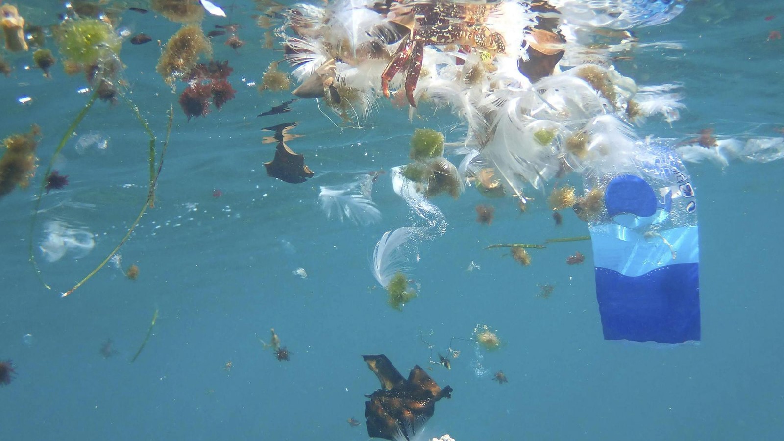 -Tupperware-aussortiert-Japanischer-Professor-entwickelt-Plastik-der-Zukunft