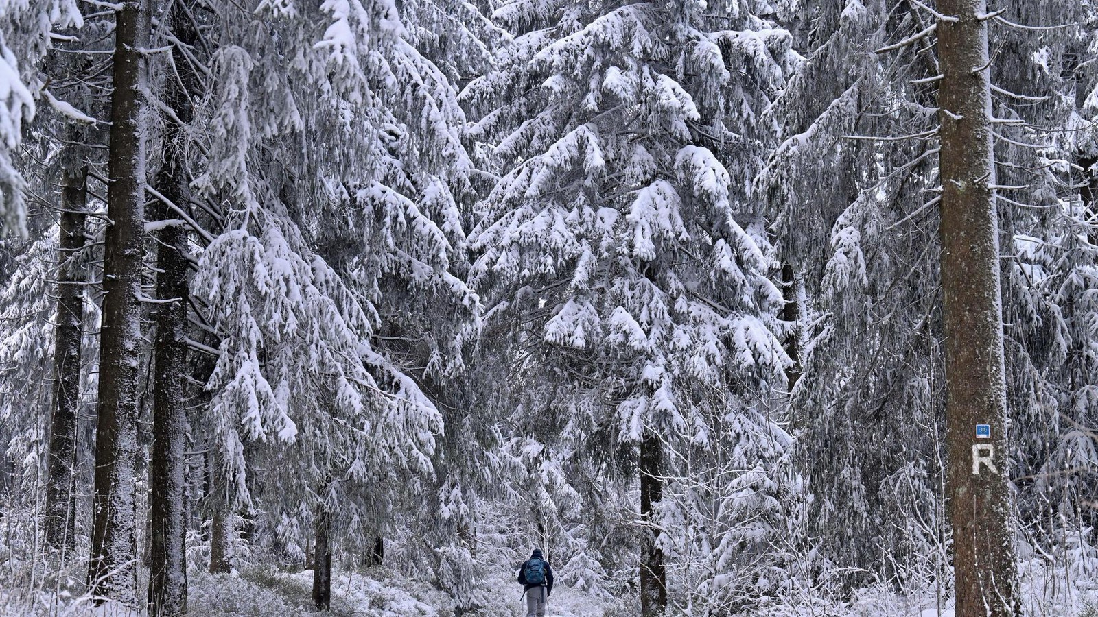 Th-ringer-Wald-lockt-am-Wochenende-mit-Winterfreuden