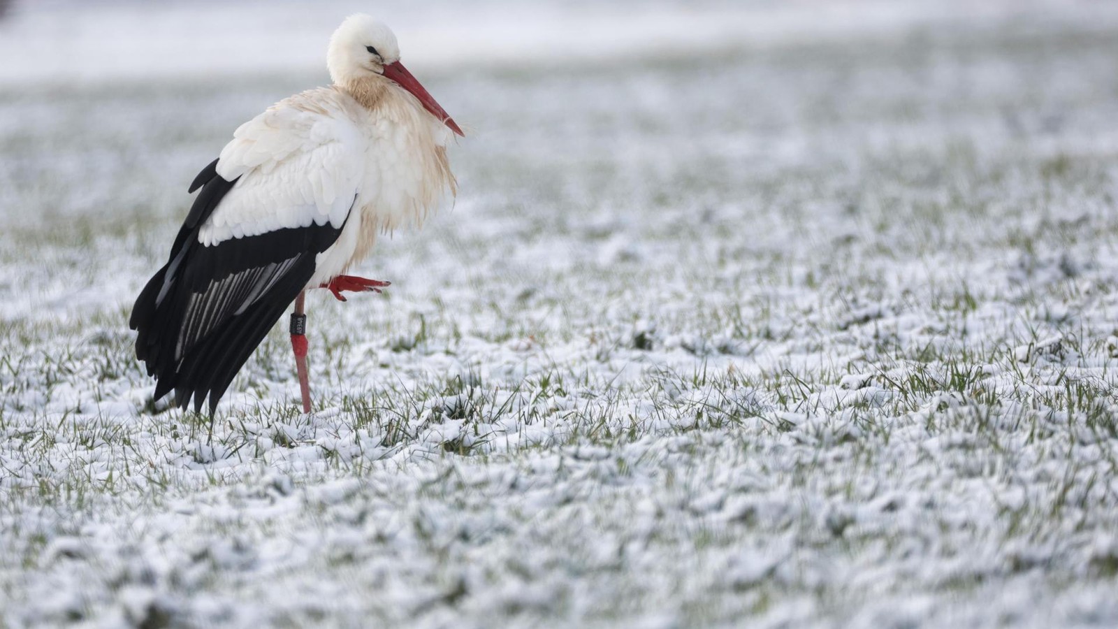 Polizei-befreit-orientierungslosen-Storch-aus-winterlicher-Notlage