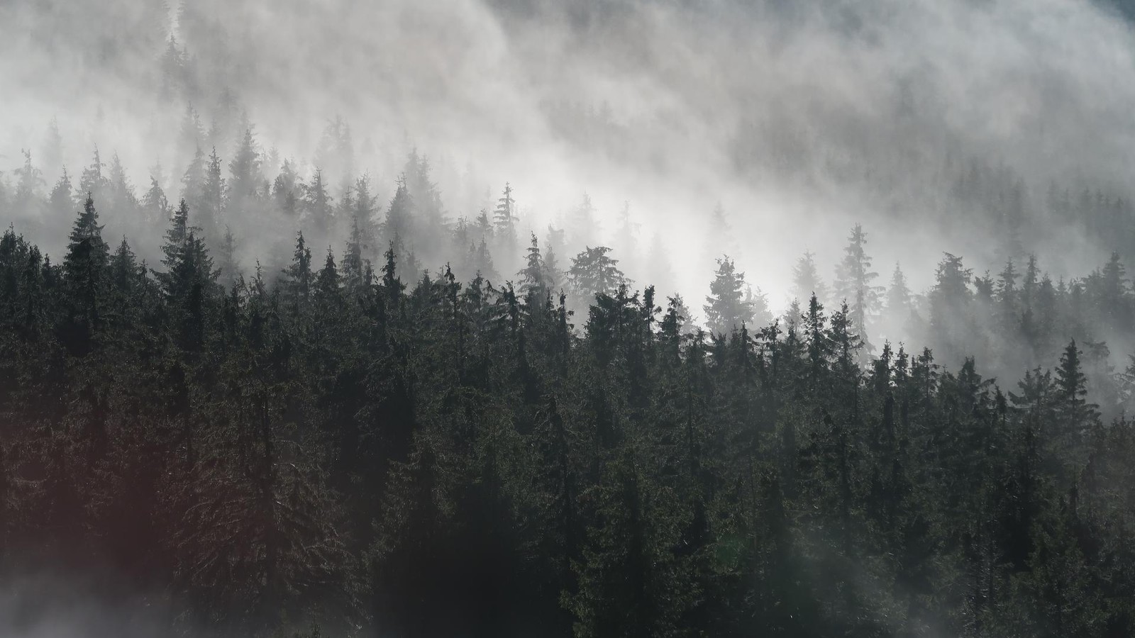 Wie-krank-sind-Th-ringens-W-lder-wirklich-