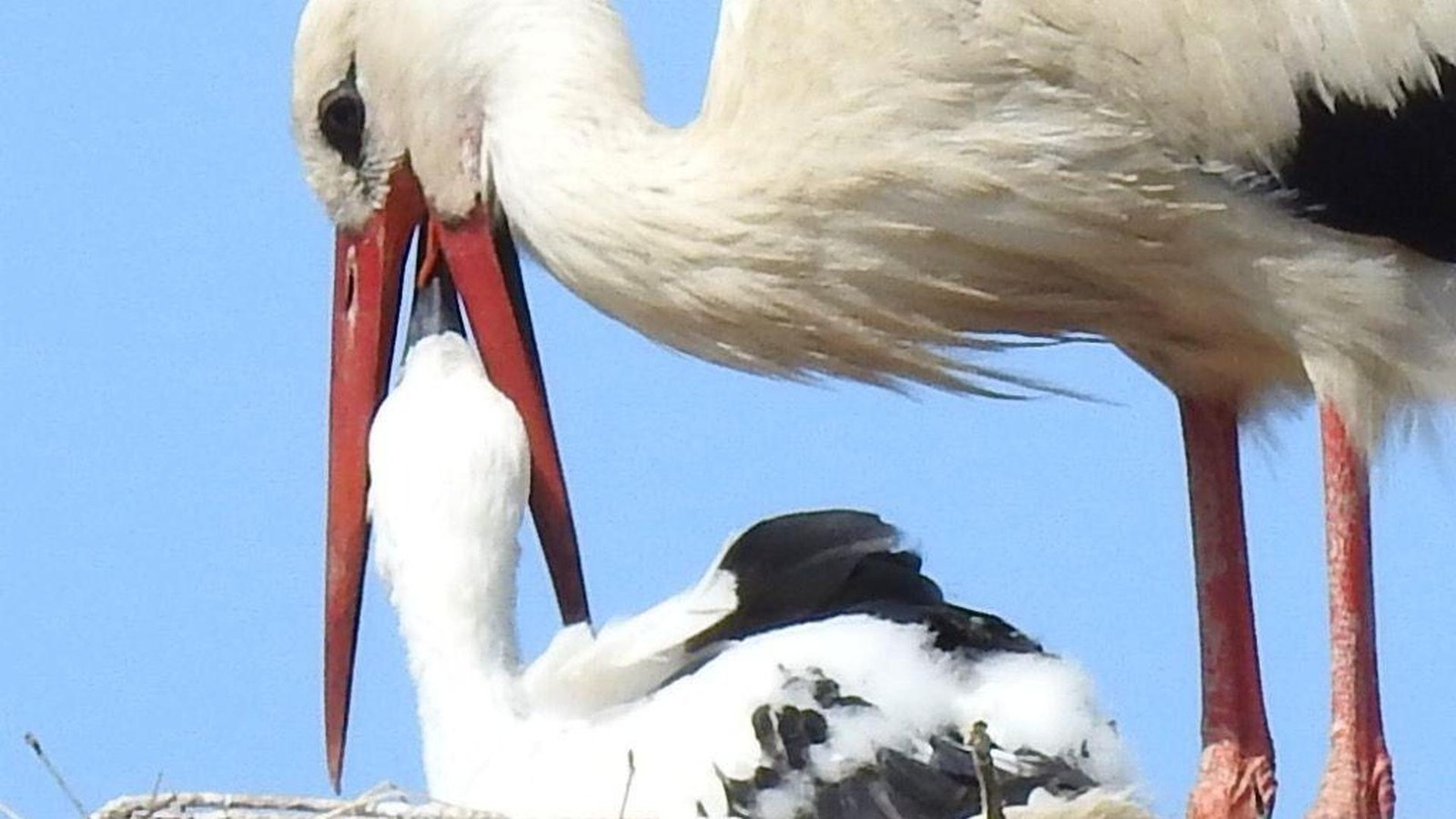 Aufw-rmen-in-Afrika-Wo-die-St-rche-des-Nordens-derzeit-berwintern