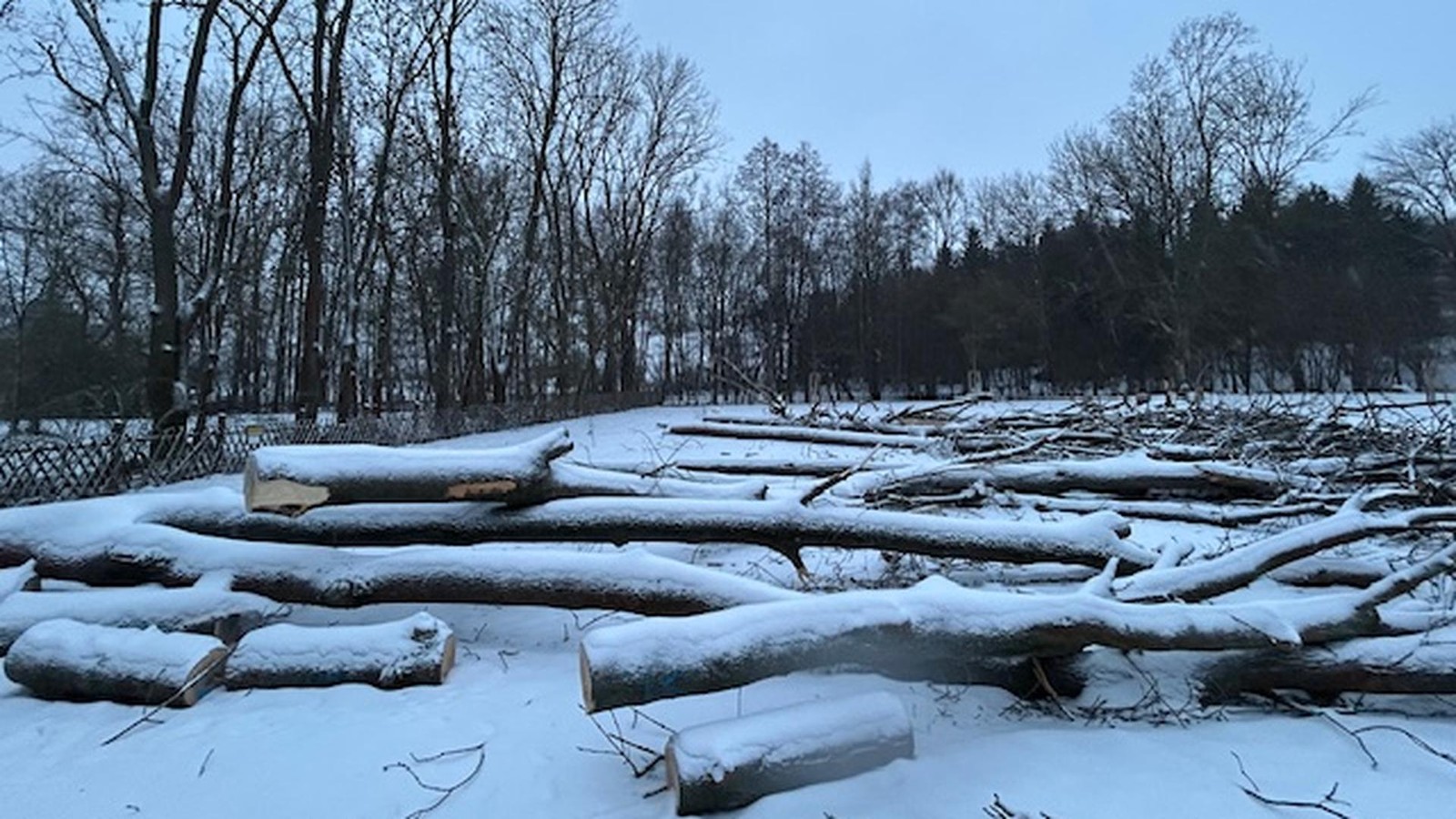 Kettens-gen-kreischen-Park-im-Weimarer-Land-verliert-ber-ein-Dutzend-B-ume