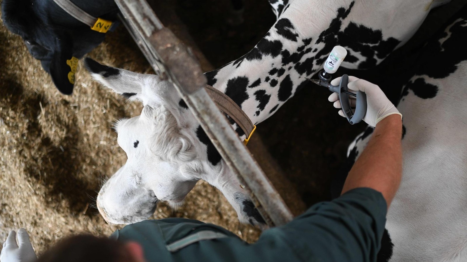 Blauzungenkrankheit-Land-zieht-150-km-Zone-gesamter-Kreis-Wesel-betroffen