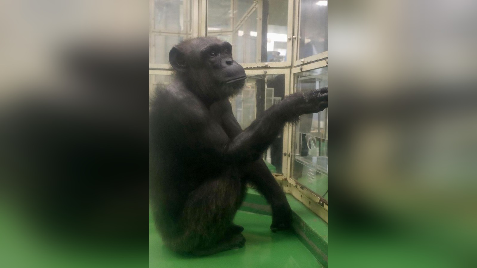 Trauer-um-Ai-Schlaue-Schimpansin-der-Welt-mit-49-Jahren-gestorben