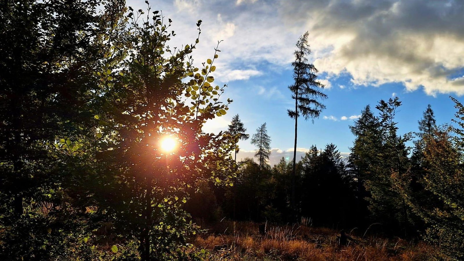 Th-ringens-W-lder-senden-ein-vorsichtiges-Lebenszeichen
