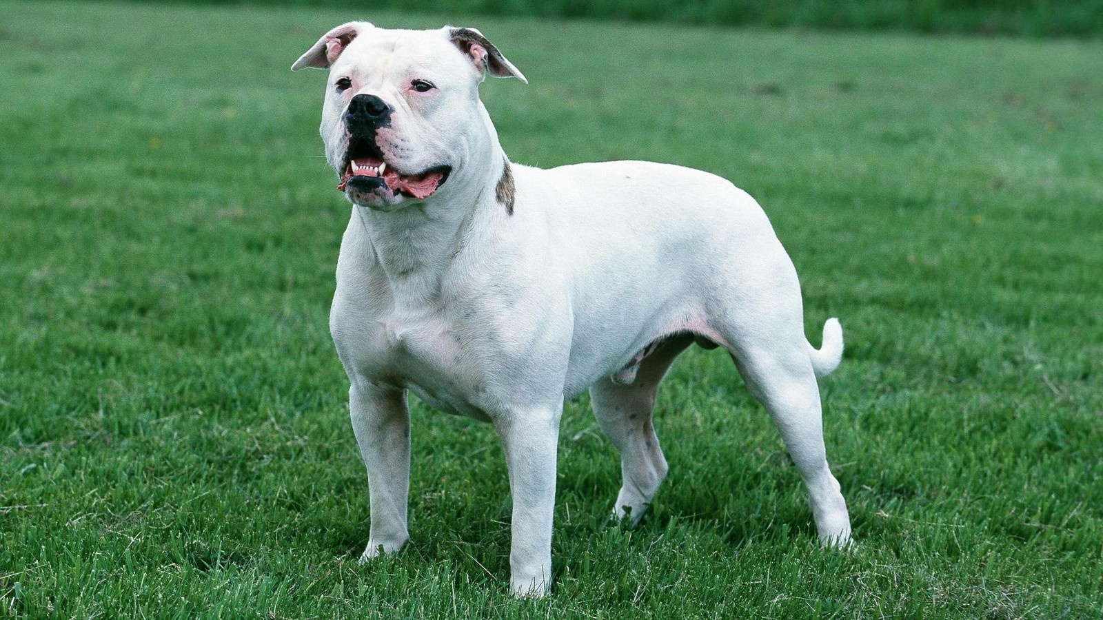 Bulldogge-t-tet-Besitzer-und-weicht-ihm-nicht-von-der-Seite