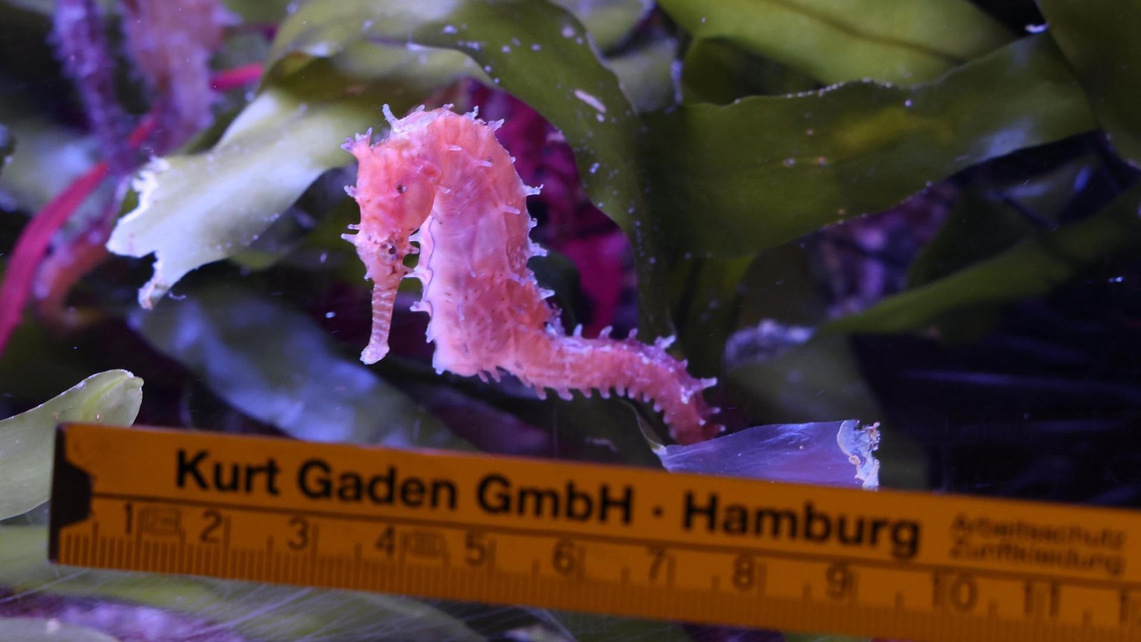 Hagenbeck-Was-die-Inventur-im-Tropen-Aquarium-herausfordernd-macht