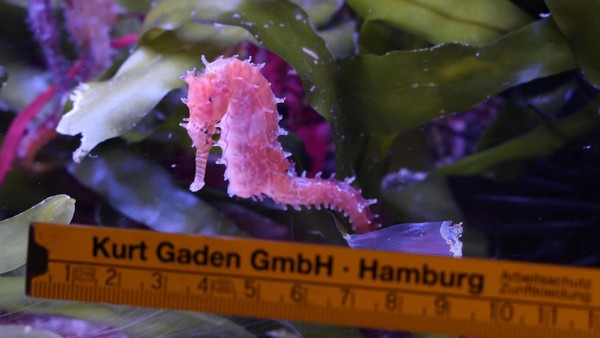 Hagenbeck: Was die Inventur im Tropen-Aquarium herausfordernd macht