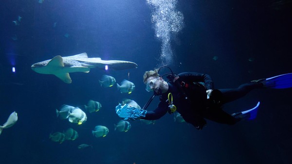 Hagenbeck: Kontrolle im Tropen-Aquarium – mit Taucheranzug und Zollstock