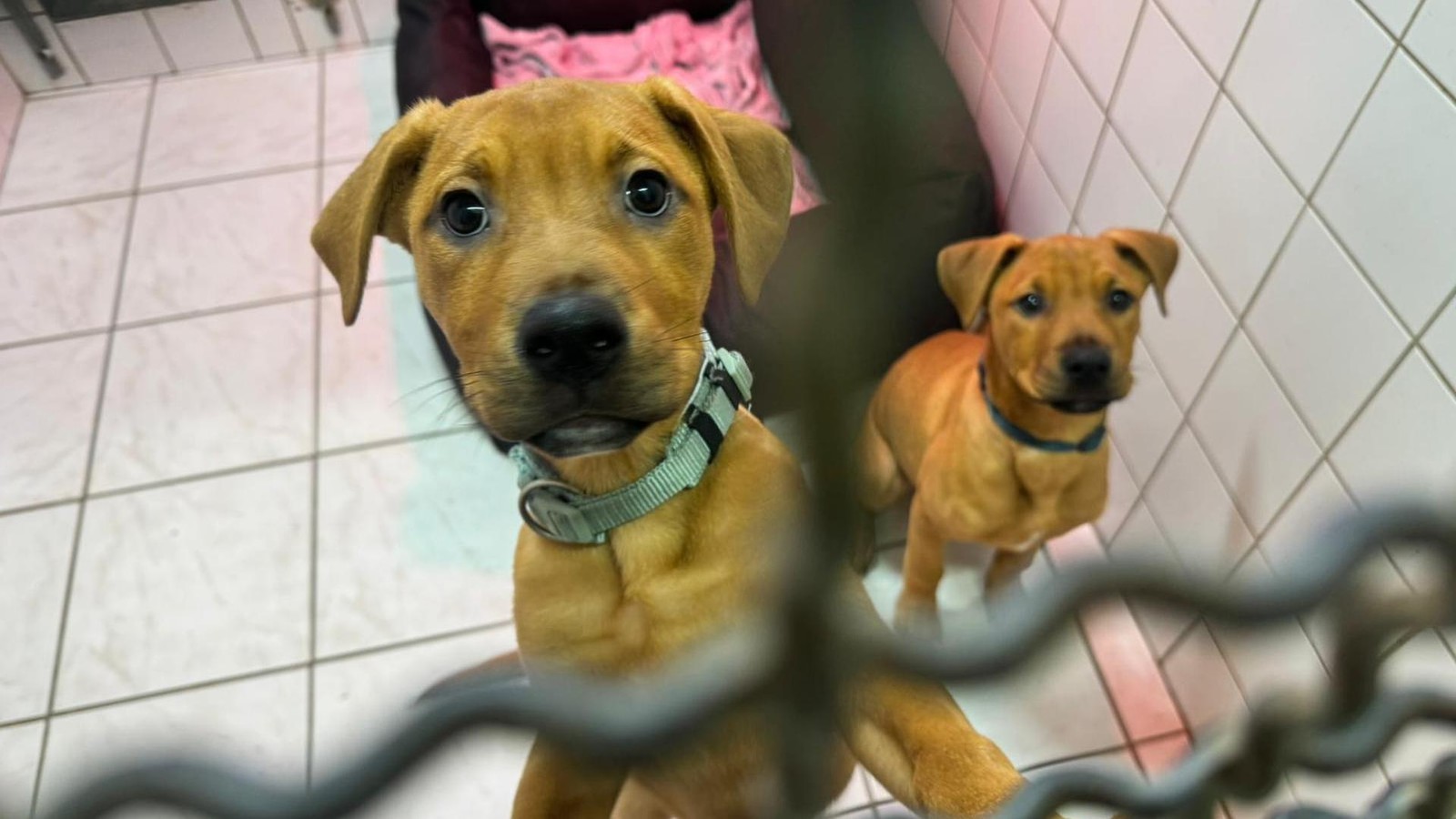 Deal-geplatzt-Tierheim-in-Not-sucht-dringend-neuen-Standort