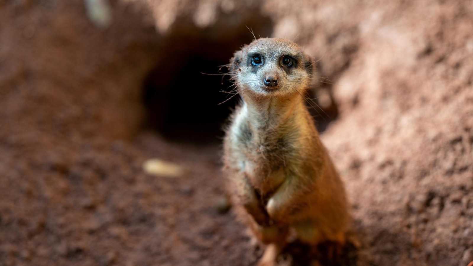So-s-Die-acht-beliebtesten-Tierarten-im-Dortmunder-Zoo