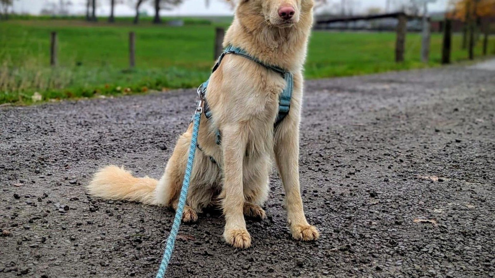 Tierherberge-Kamp-Lintfort-Klara-Traum-Mix-aber-sehr-unsicher
