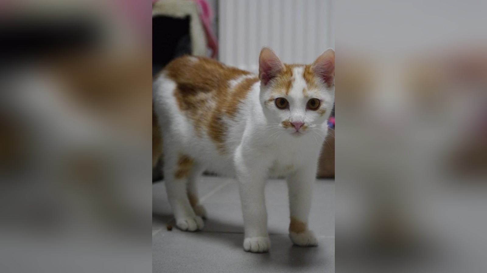 Kater-Cassian-ist-wie-Feuer-und-Wind-und-er-will-ein-Reich-in-Peine-erobern