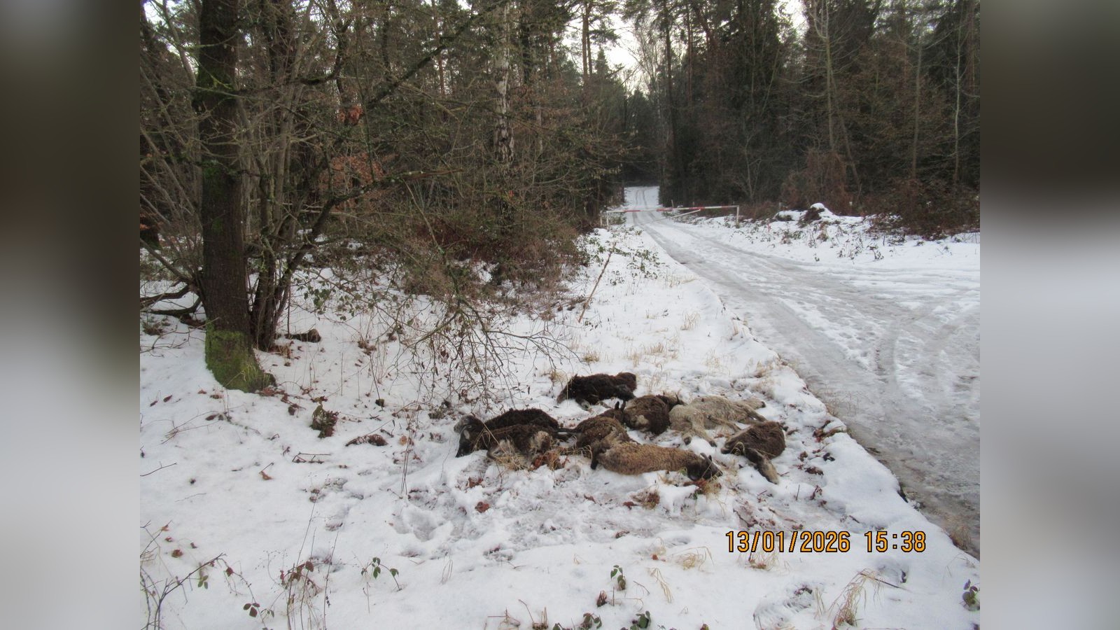 Saale-Holzland-Darum-sind-acht-tote-Schafe-jetzt-ein-Fall-f-r-die-Kriminalpolizei
