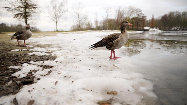 „Gänse-Plage“ an Braunschweigs Heidbergsee: Wird bald auf die Tiere geschossen?