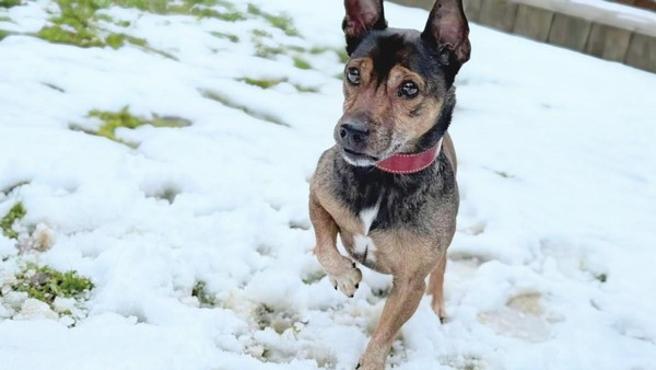 Herzkranker Terrier Jack im Regen Salzgitters ausgesetzt