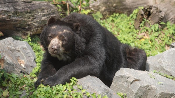 Trauer im Zoo Duisburg: Abschied von „treuem Wegbegleiter“ fällt schwer