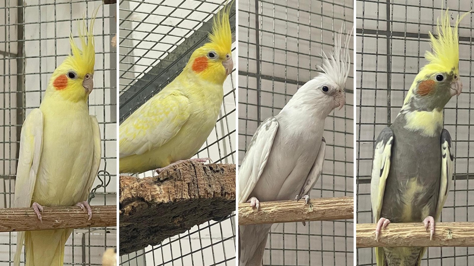 Vier-Nymphensittiche-aus-dem-Tierheim-Braunschweig-suchen-ein-neues-Zuhause